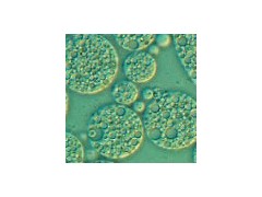 宜興賽爾生物提供無錫免疫佐劑，價