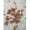 龍巖除甲殼蟲(chóng) 風(fēng)里雨里，我在四害消殺等你